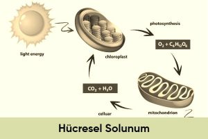 Read more about the article Hücresel Solunum ve Enerji Üretimi