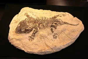 Read more about the article Fosil Kayıtları ve Paleontoloji: Geçmişin Taşlaşmış İzleri