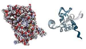 Read more about the article Hormonların Metabolik Etkileri